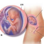 怀孕第九周胎儿发育情况